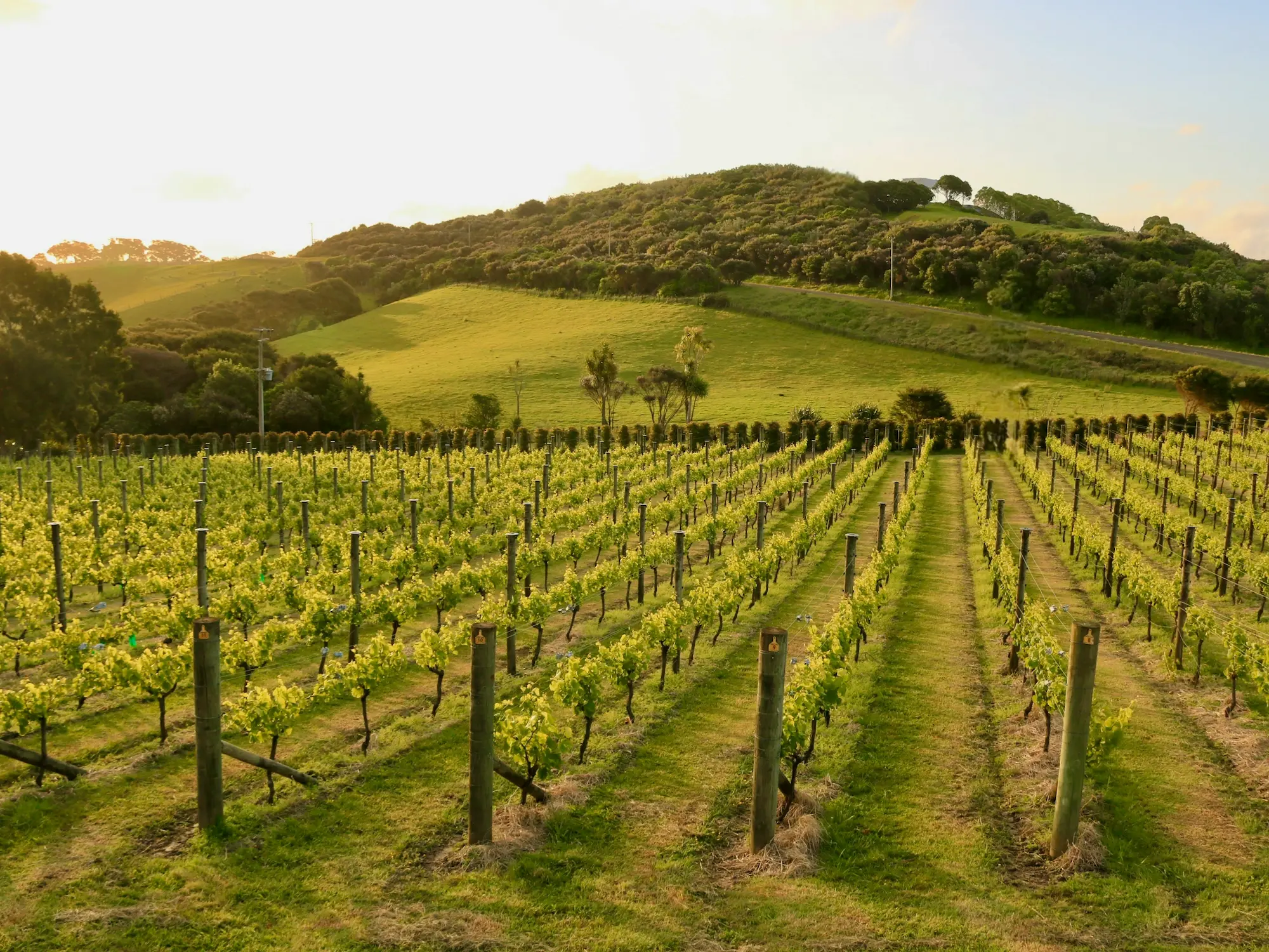 Waiheke Island – Beaches, Vineyards, and Adventure
